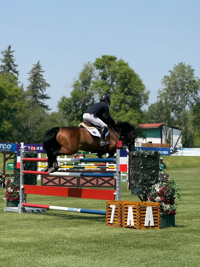 about-01 Rider and horse leap over obstacle in outdoor equestrian event.