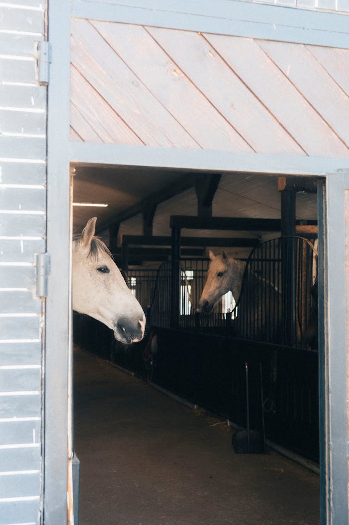 services-02 Two white horses peek out from their stalls in a sunlit stable, creating a serene rural scene.