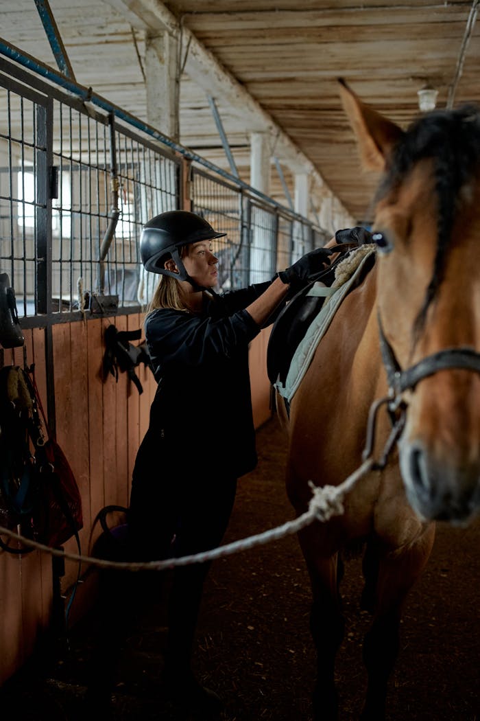 services-01 Full body of female equestrian in helmet preparing rein and saddle for dressage chestnut horse